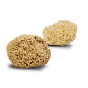 Picture of Cocoon Honeycomb Wool natural sponge from the Mediterranean Sea