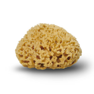 Picture of Cocoon Honeycomb natural sponge from the Mediterranean Sea
