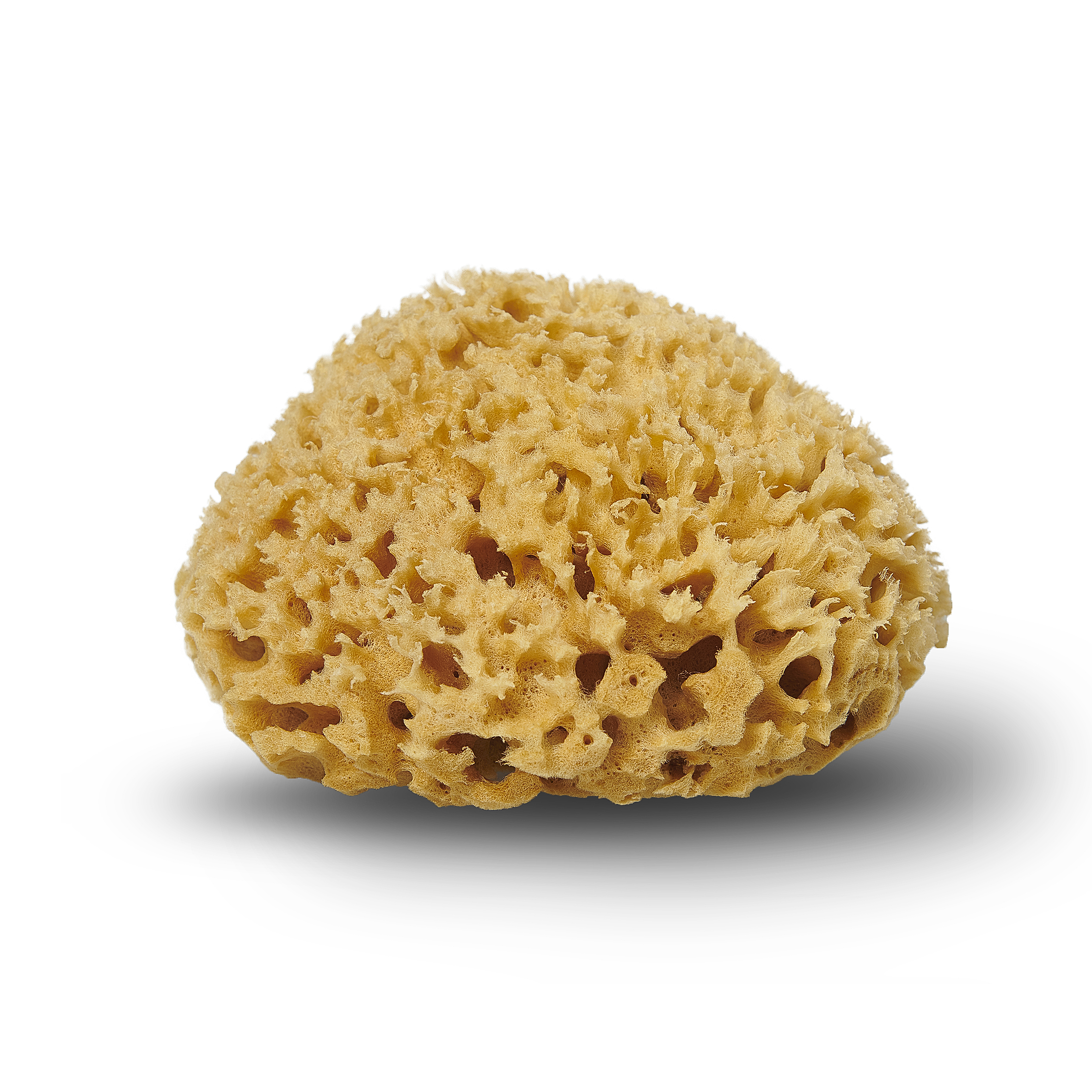 Honeycomb natural sponge - Mediterranean Sea sponge - Cocoon Eco