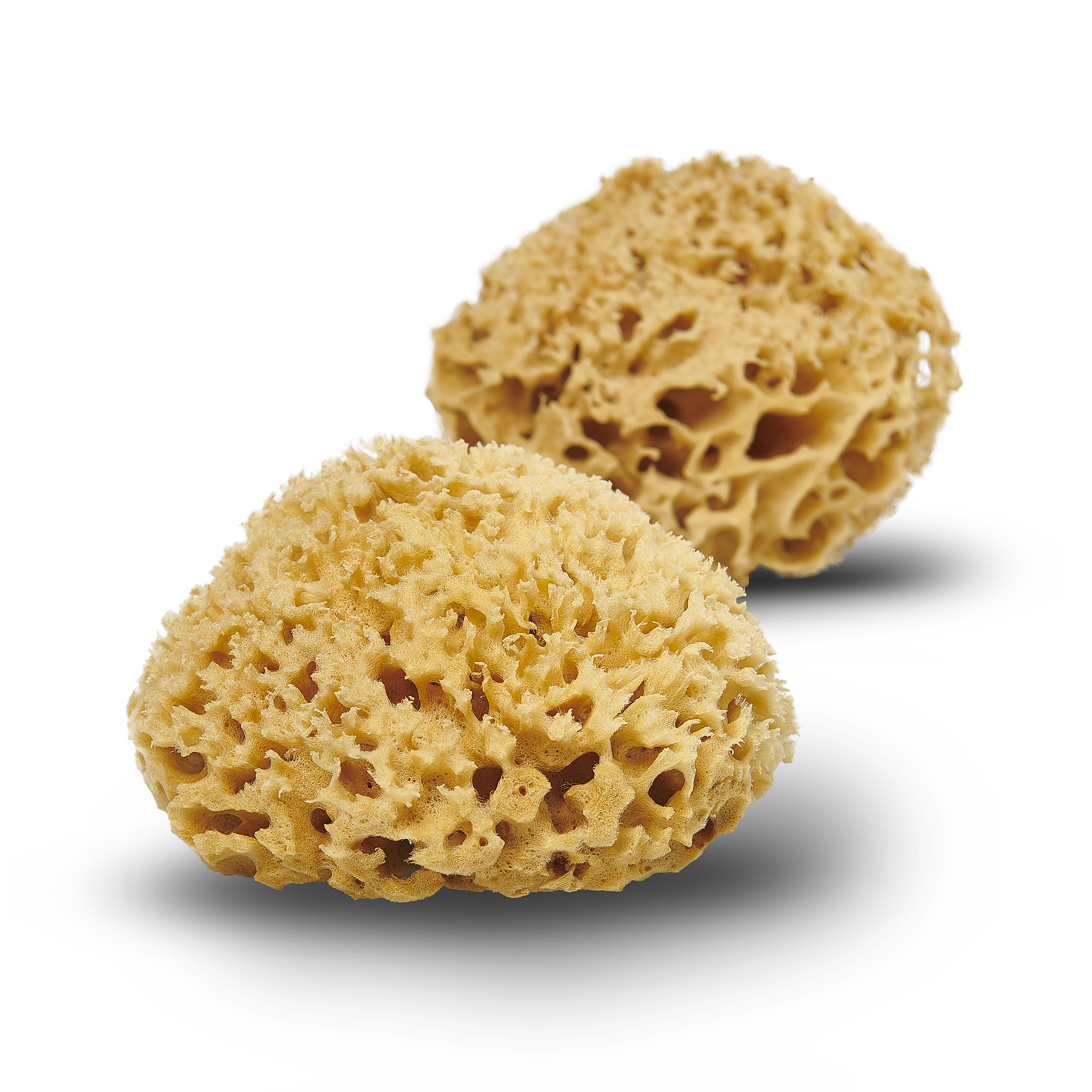 Honeycomb natural sponge - Mediterranean Sea sponge - Cocoon Eco