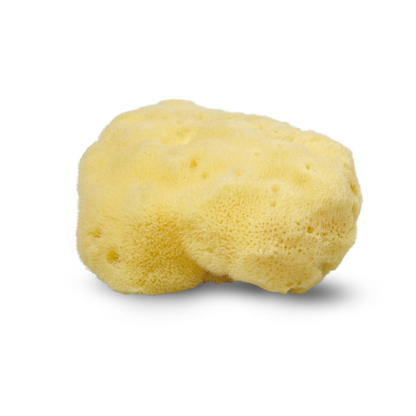Picture of Cocoon - Large silk sponge nature sponge from the Mediterranean Sea